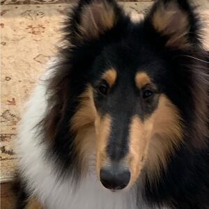 Bundle of ornaments for @schrekenspoof